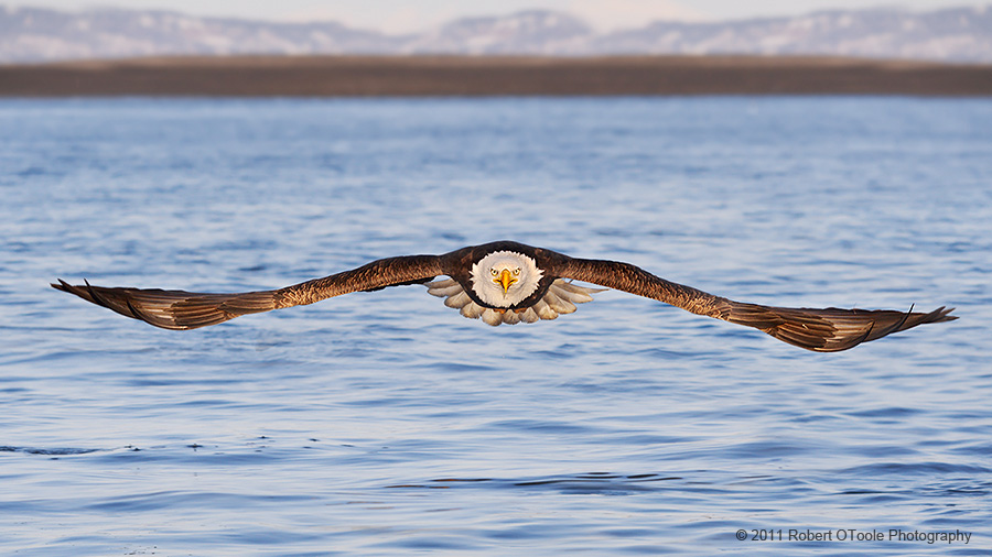 Eagle-attacking-head-on-Alaska-Robert-OToole-Photography