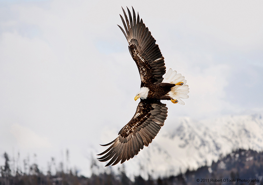 Eagle-banking-with-mountains-Alaska-Robert-OToole-Photography