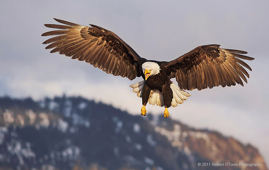 Eagle-stalling-calling-Alaska-Robert-OToole-Photography