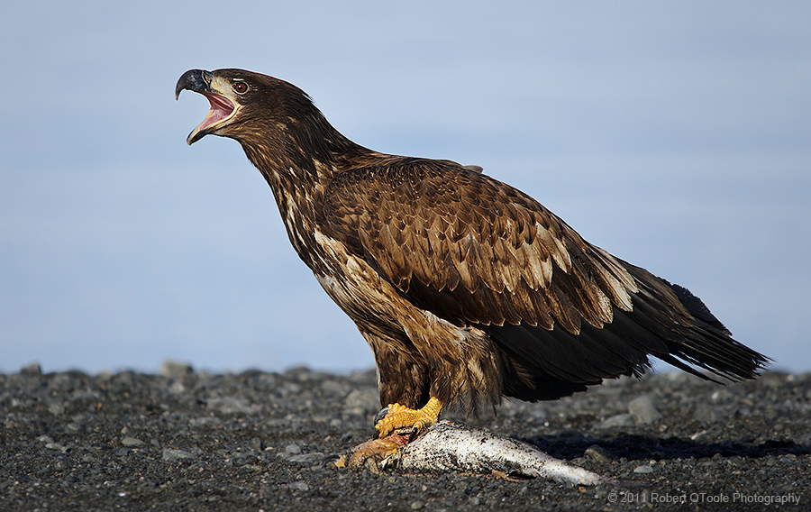 sub-adult-eagle-threat-call-Alaska-Robert-OToole-Photography