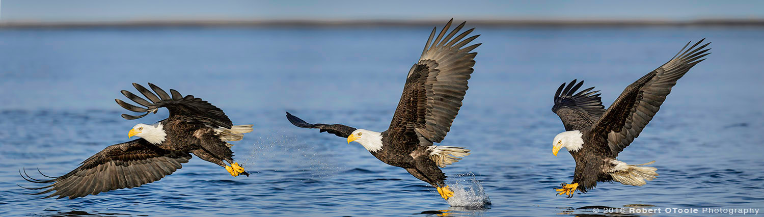 Bald Eagle Water Strike in the Morning