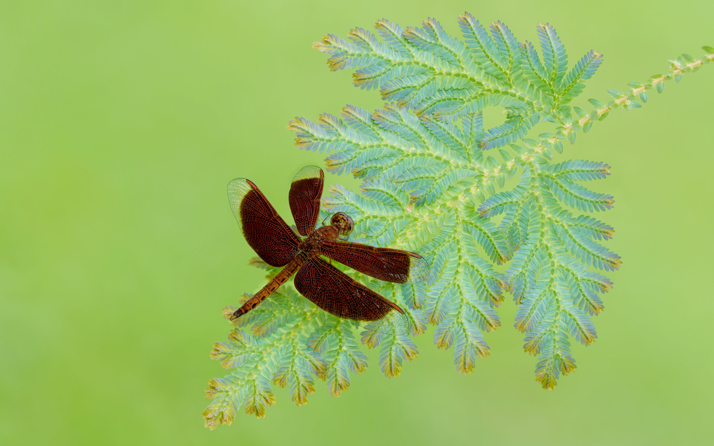 Common Parasol Dragonfly on Peacock Fern