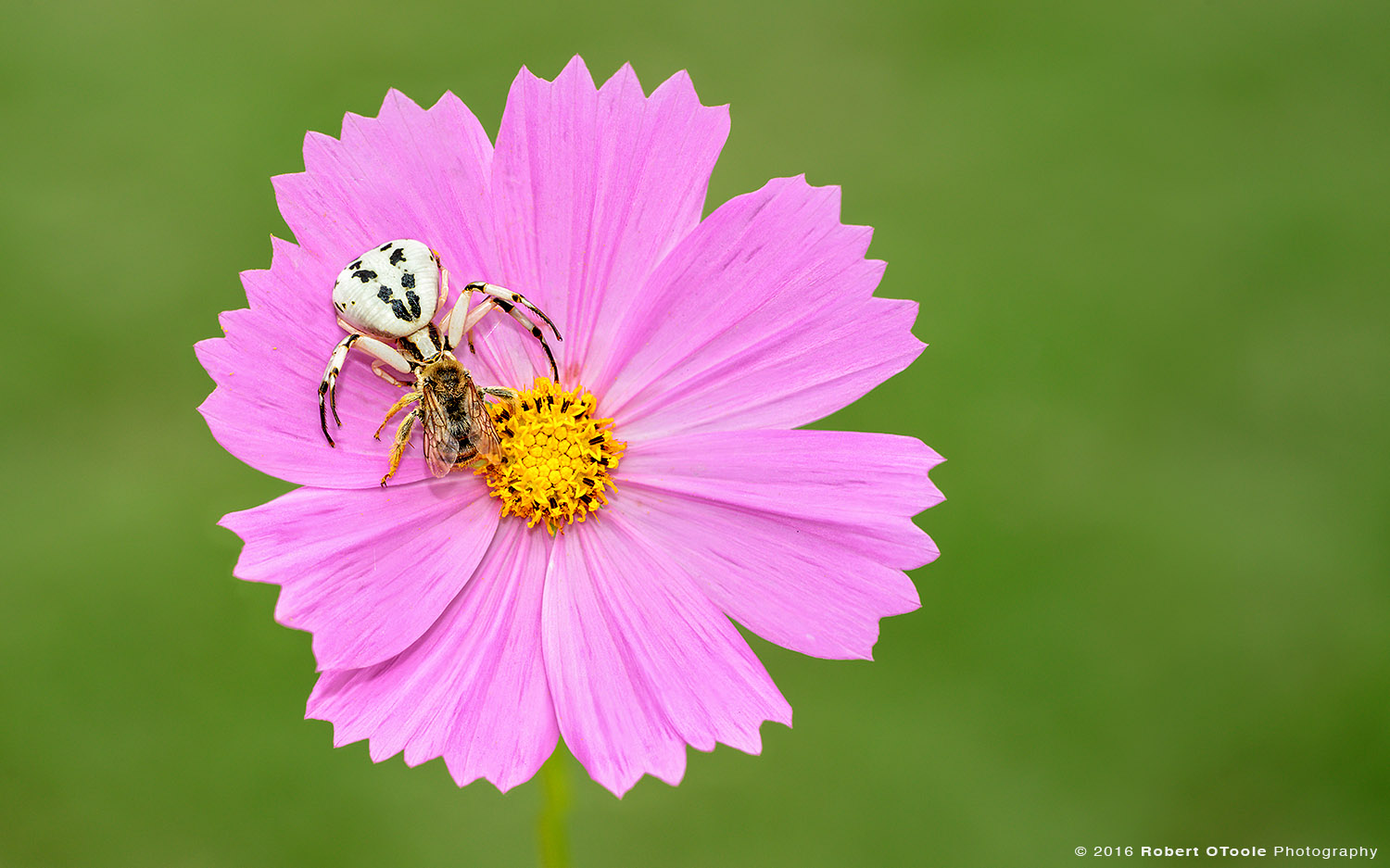 Crab Spider with Prey on Pink Cosmos 