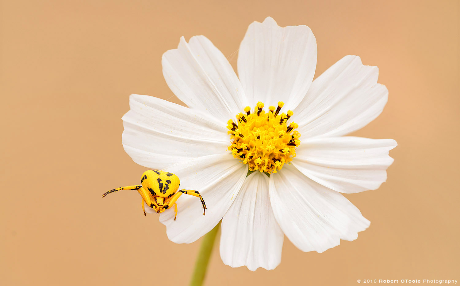 Yellow Crab Spider on White Cosmos Flower 