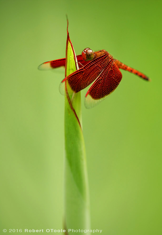 Common Parasol Dragonfly on Iris 