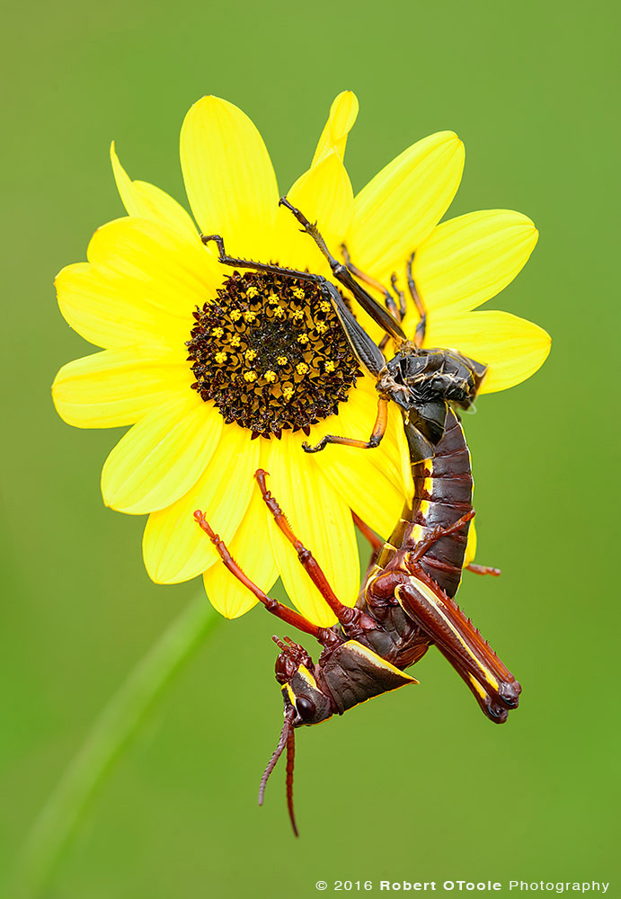 Lubber Grasshopper on Sunflower