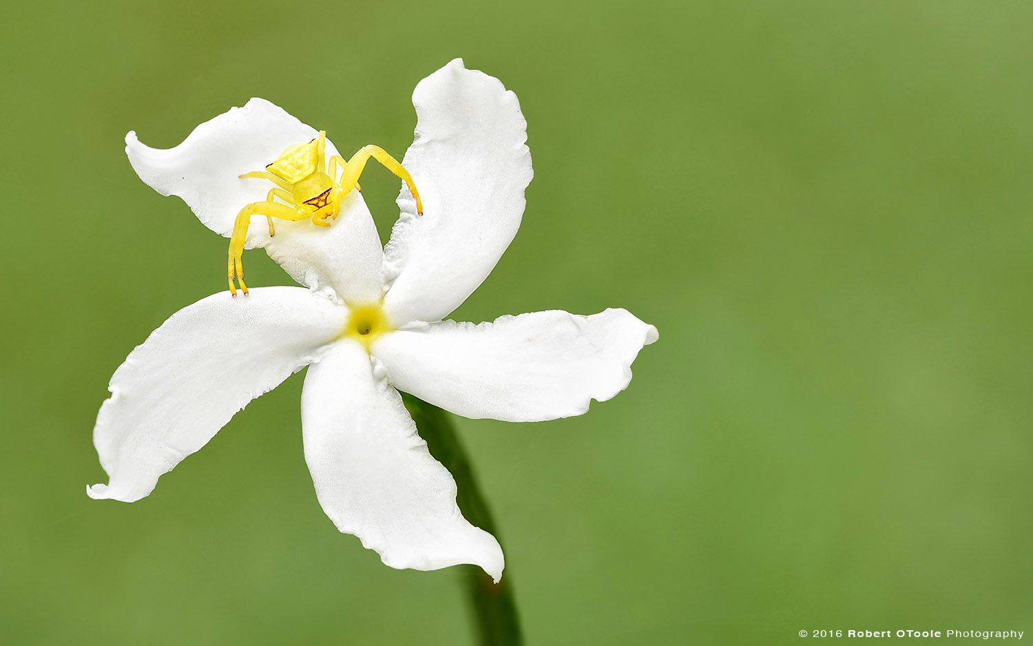 Yellow Crab Spider Waiting for Prey on White Jasmine Flower