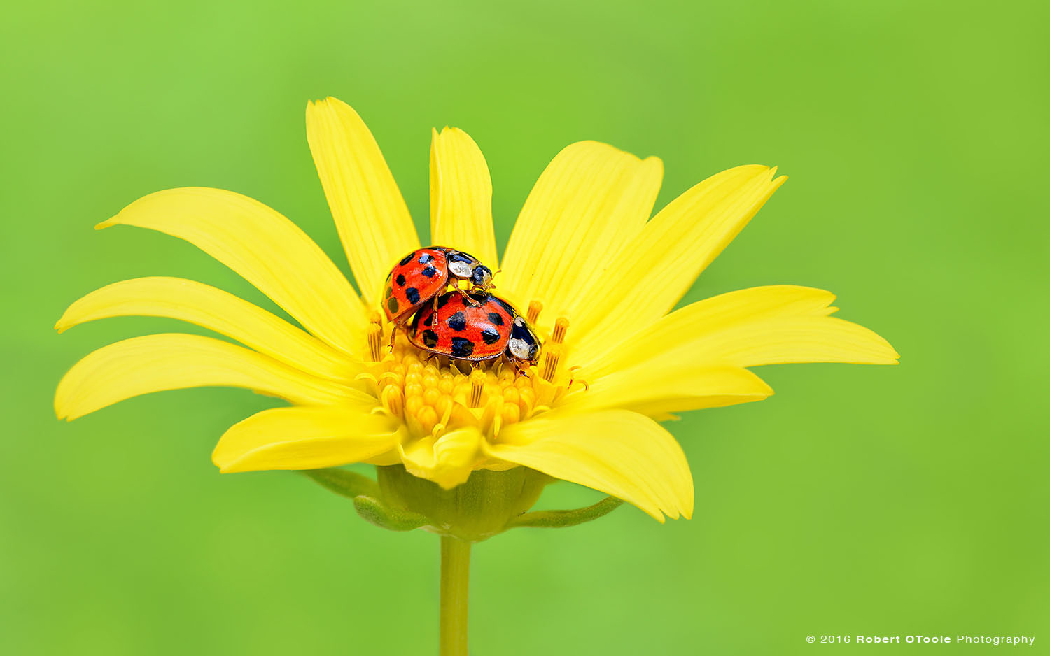 Mating Ladybugs on Yellow Flower