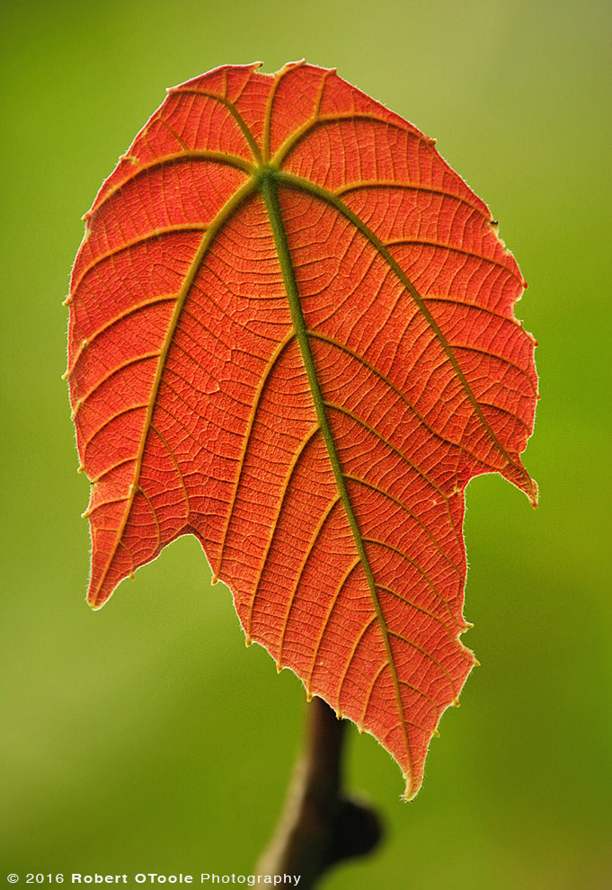 Backlit Red Leaf in Asia 