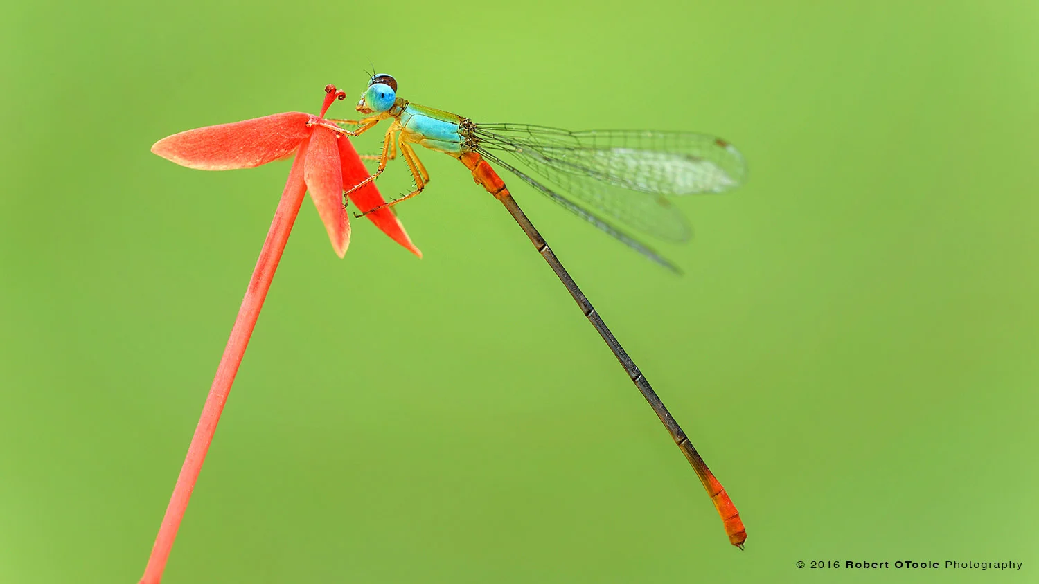 Bicolor Damselfly on Red Flower