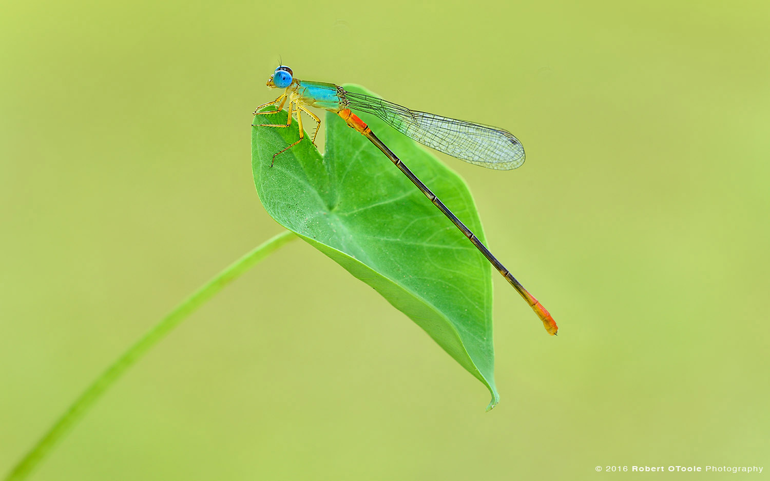 Bicolor Damselfly on Green Leaf