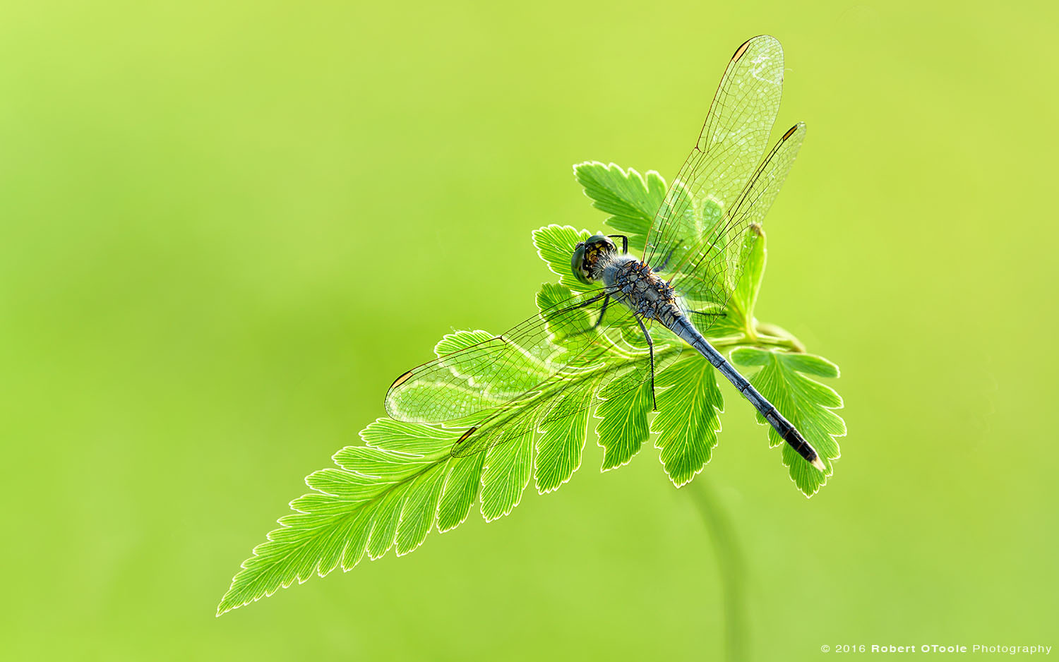 Common Parasol Dragonfly on Fern