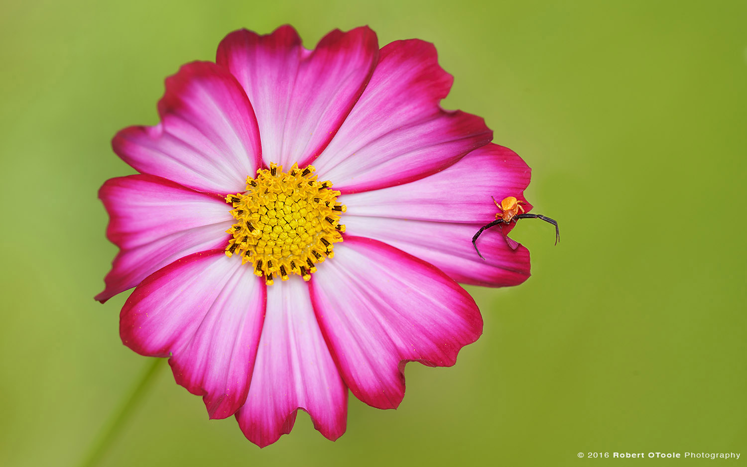 Male Crab Spider on Bicolor Pink Cosmos Flower in California 