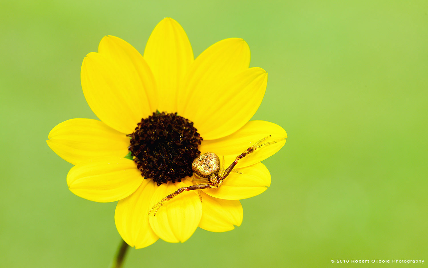 Yellow Crab Spider on Sunflower in Florida 