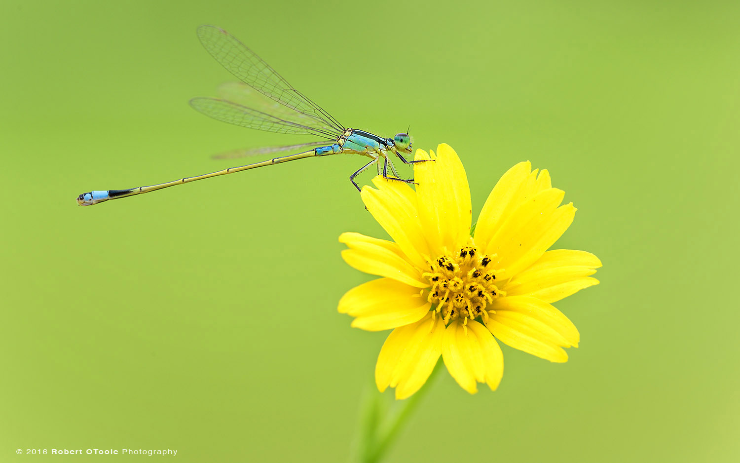Golden Dartlet Damselfly Male Resting on Yellow Cosmos Flower in Asia 