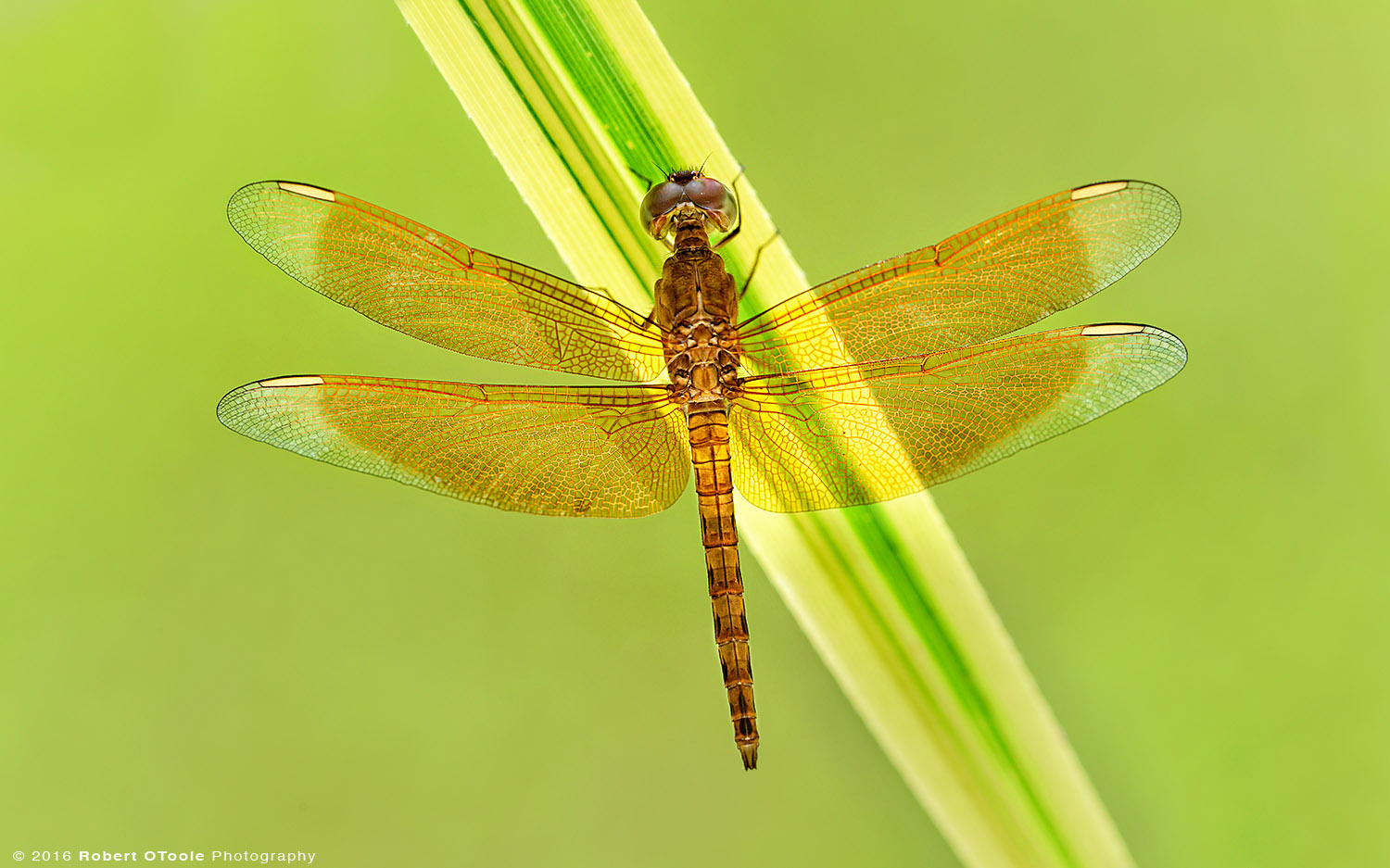 Common Parasol Dragonfly Resting on Leaf in Asia 