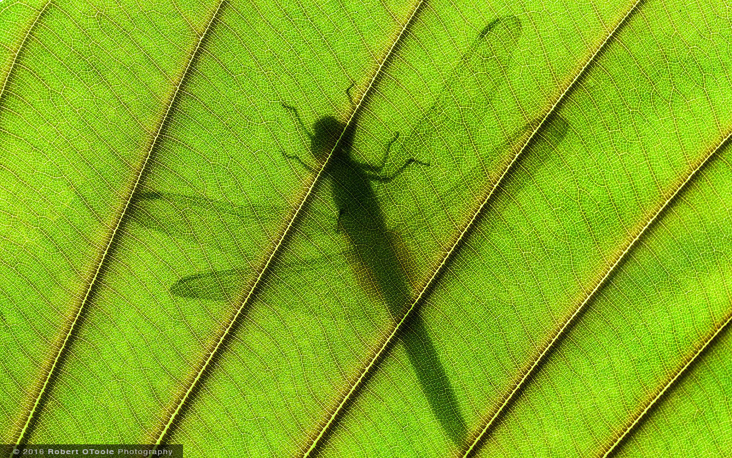 Backlit Dragonfly on Leaf in Asia 