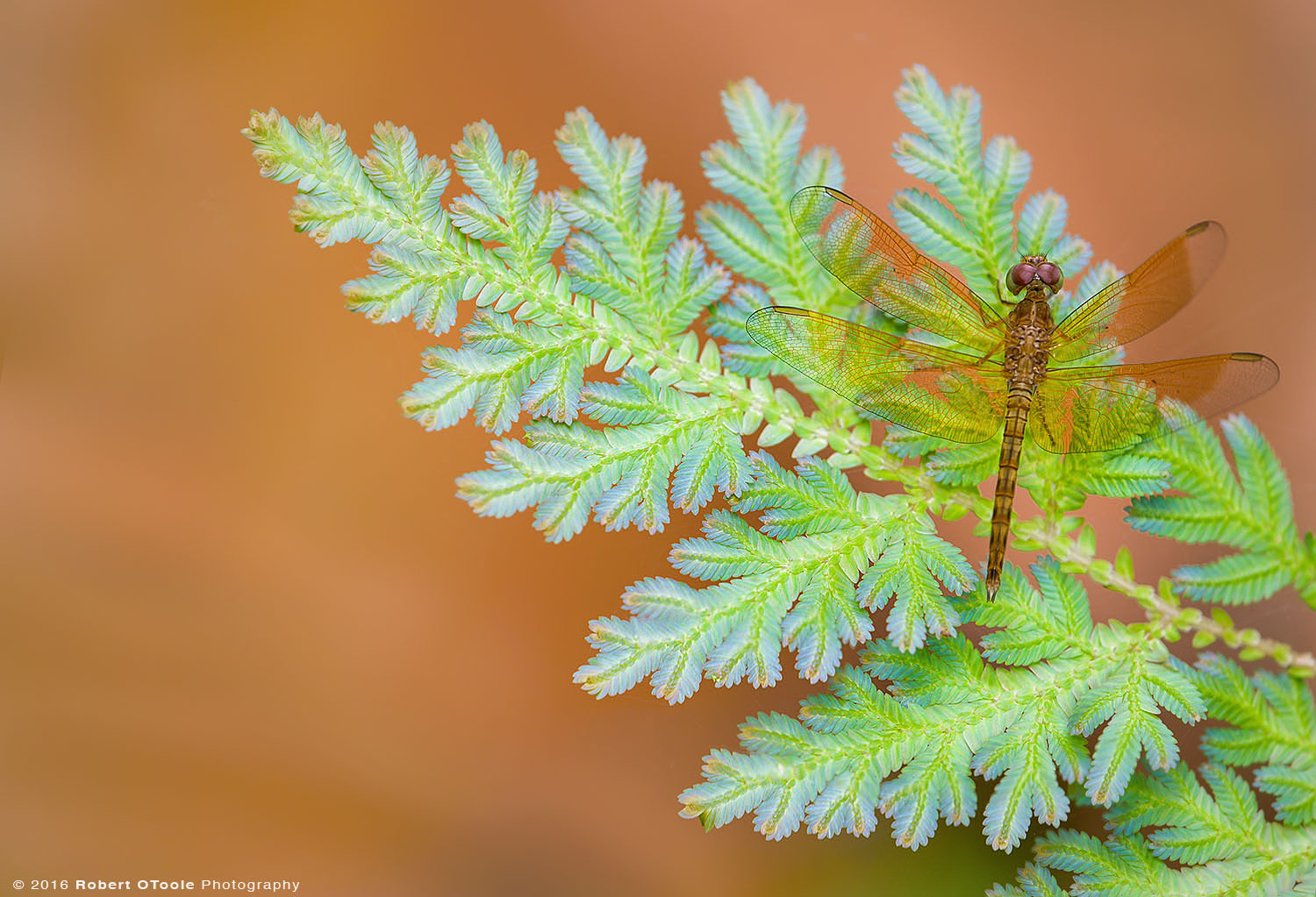 Common Parasol Dragonfly Resting on Peacock Fern