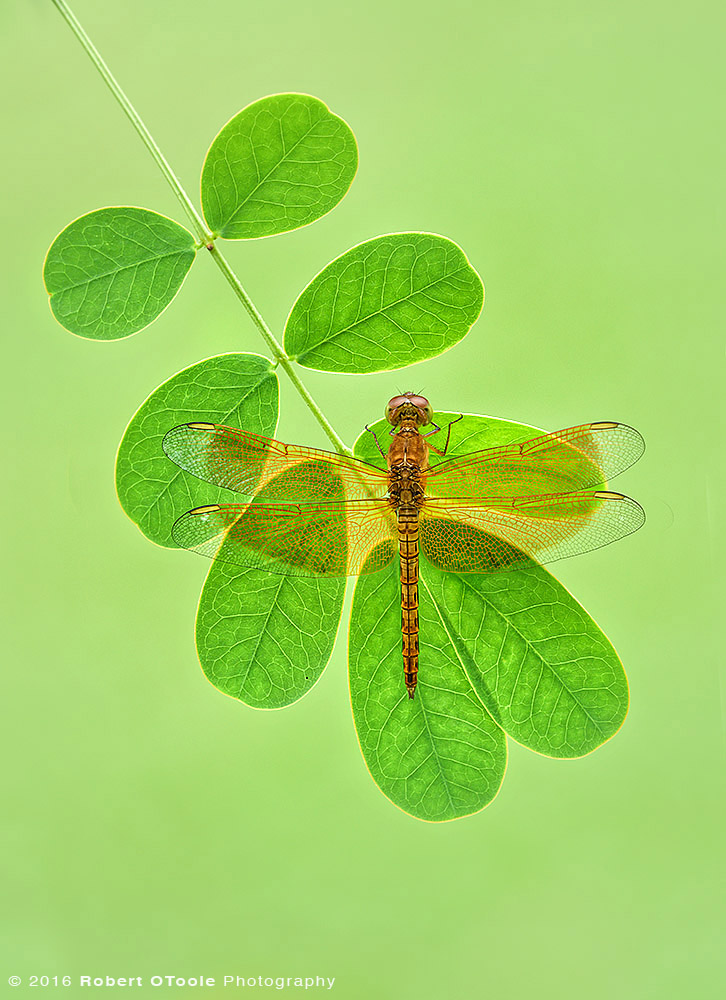 Common Parasol Dragonfly Resting in the Morning