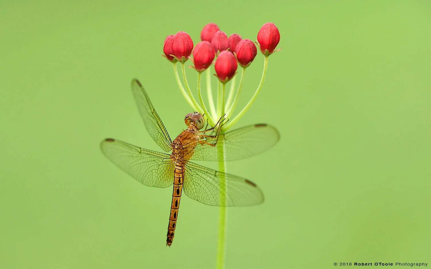 Golden Dragonfly on Bunch of Flower Buds