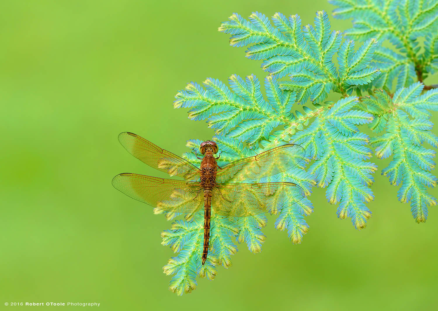 Common Parasol Dragonfly on Peacock Fern