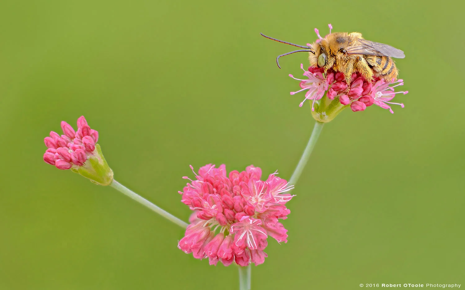 Long Horn Bee on California Buckwheat