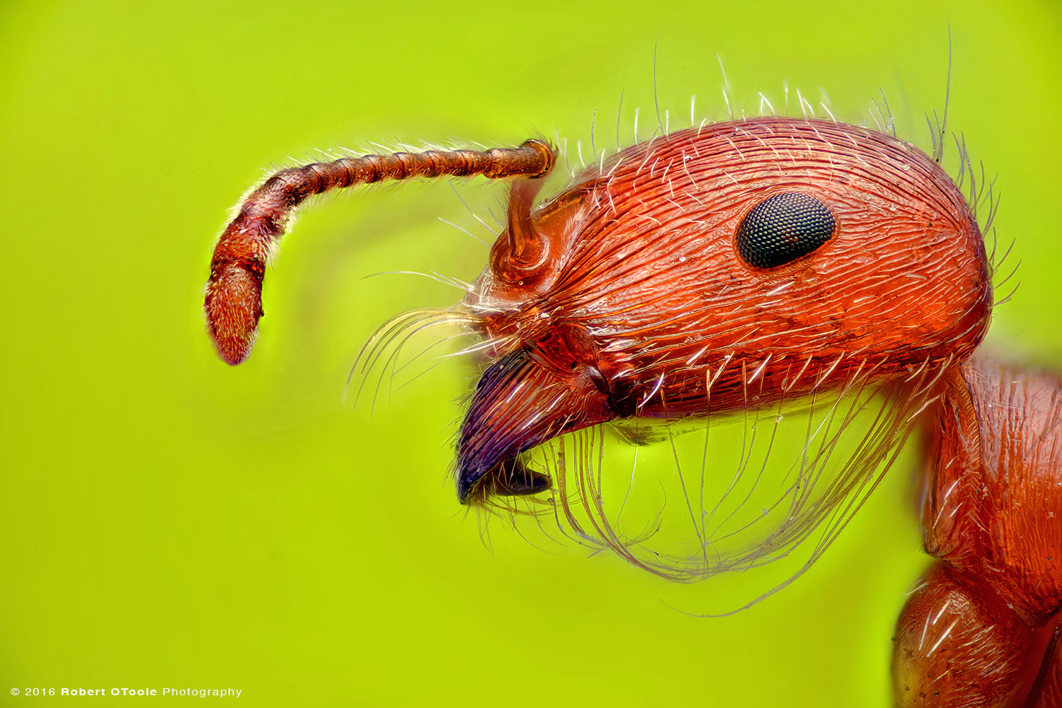 Red Harvester Ant Portrait