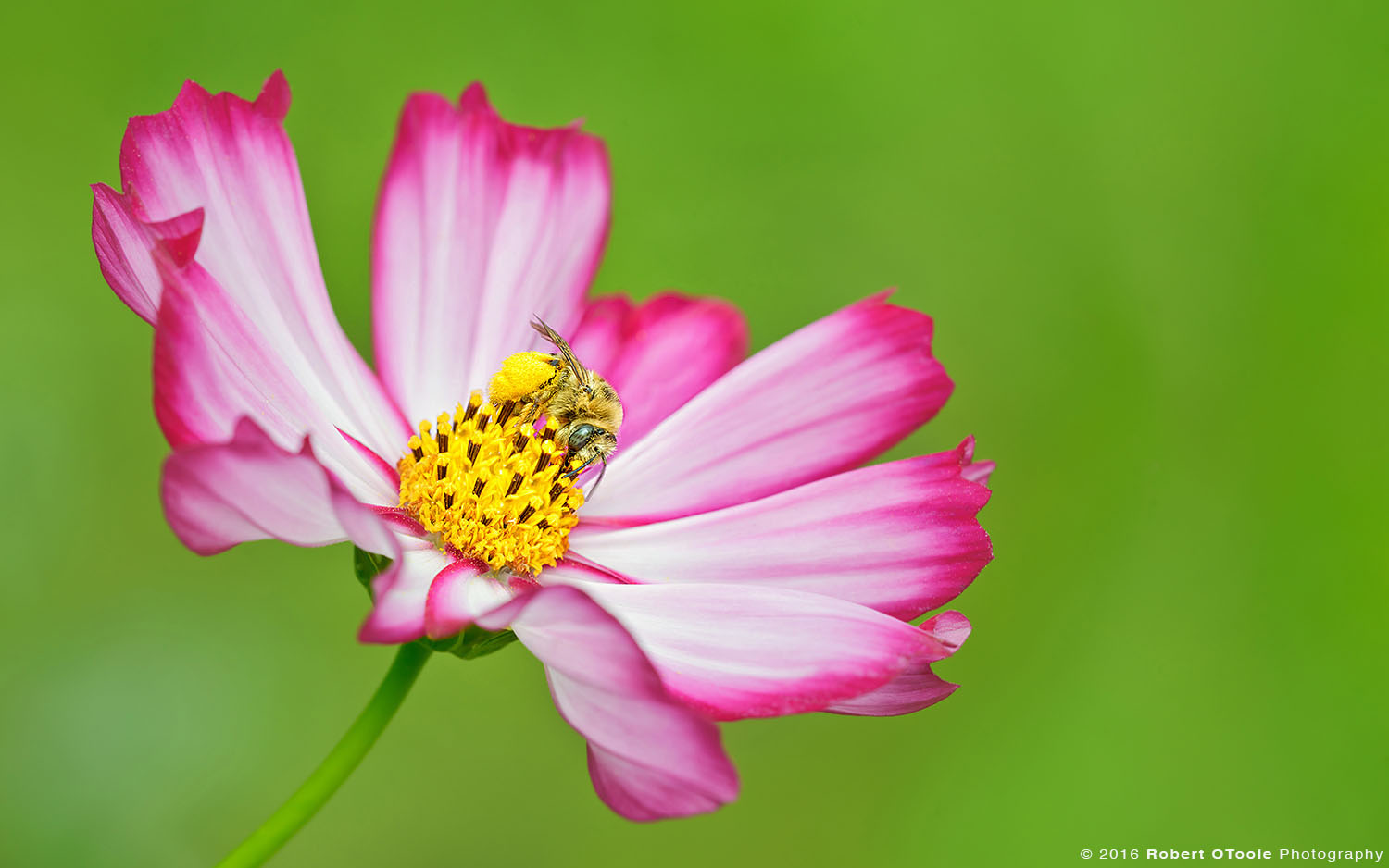 Native Bee on Bicolor Pink Cosmos Flower 