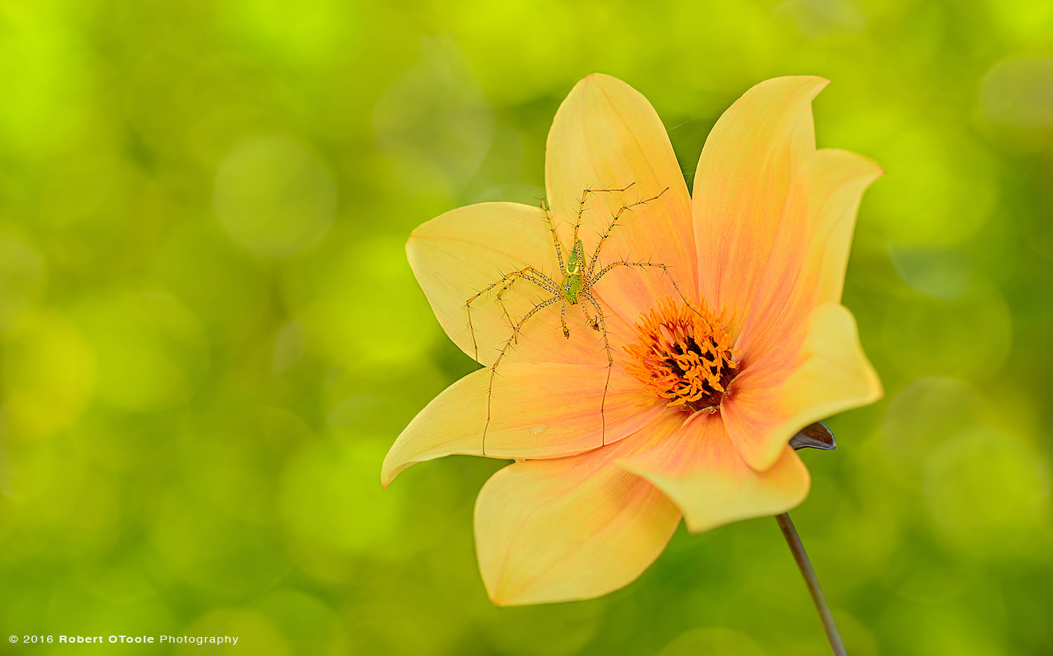 Green Lynx Spider on Orange Dahlia