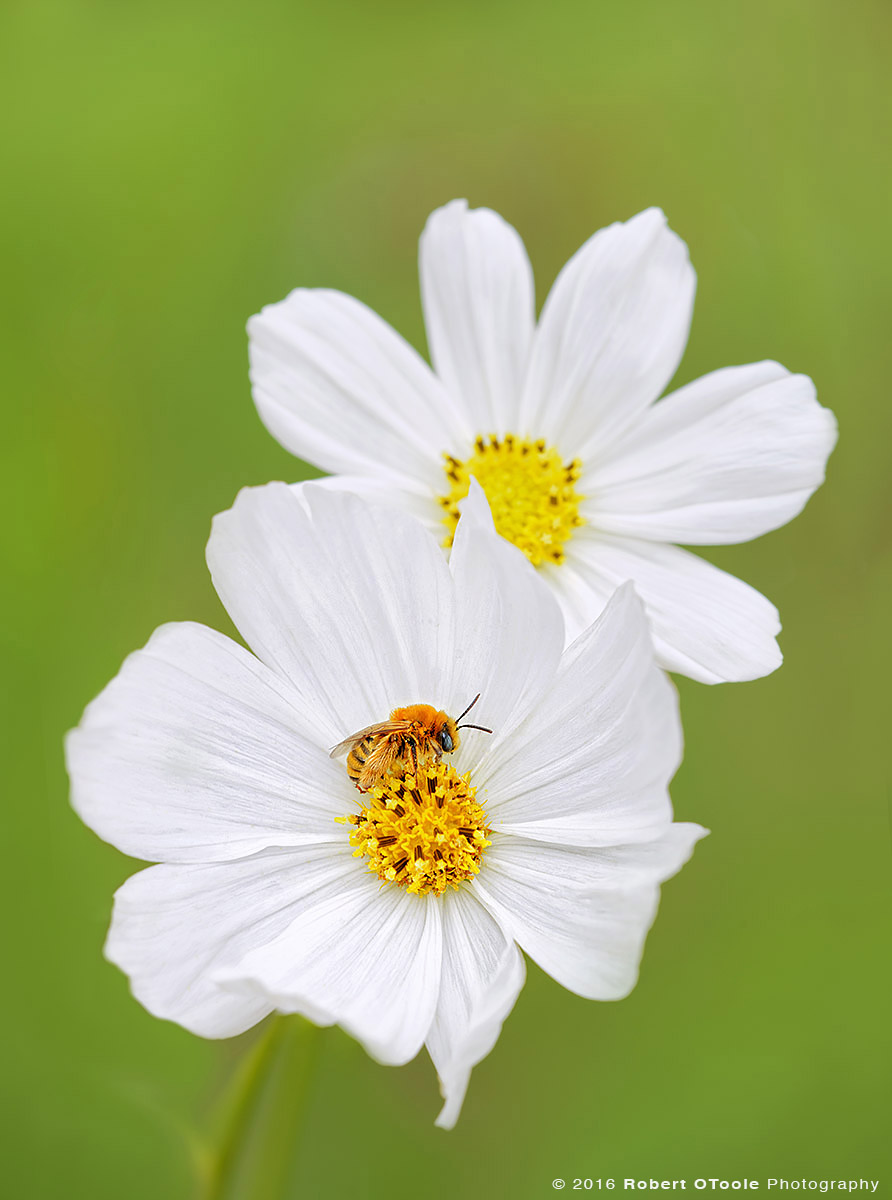 Long Horn Bee on White Cosmos Flower