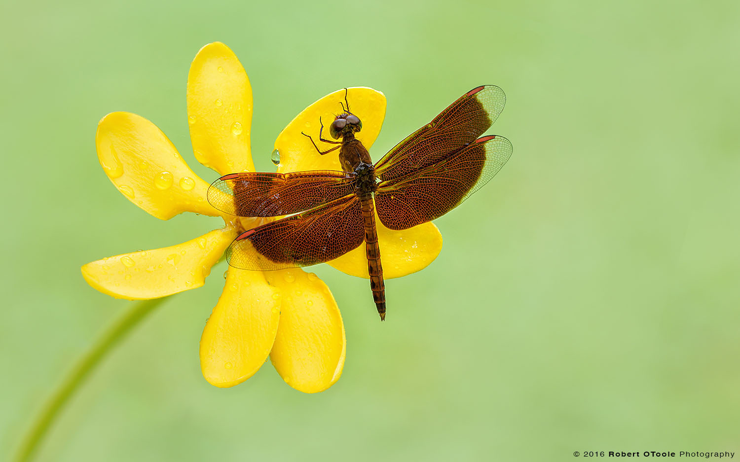 Common Parasol Dragonfly on Yellow Flower