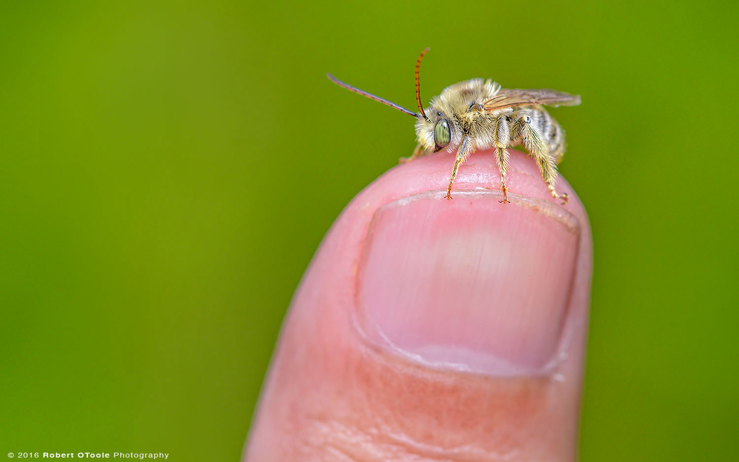 Long Horn Bee on Photographer Thumb