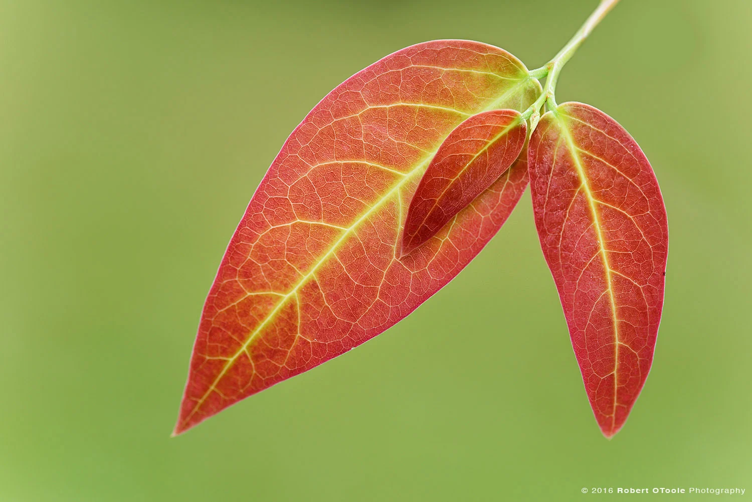 Three Red Leaves Photographed in Asia