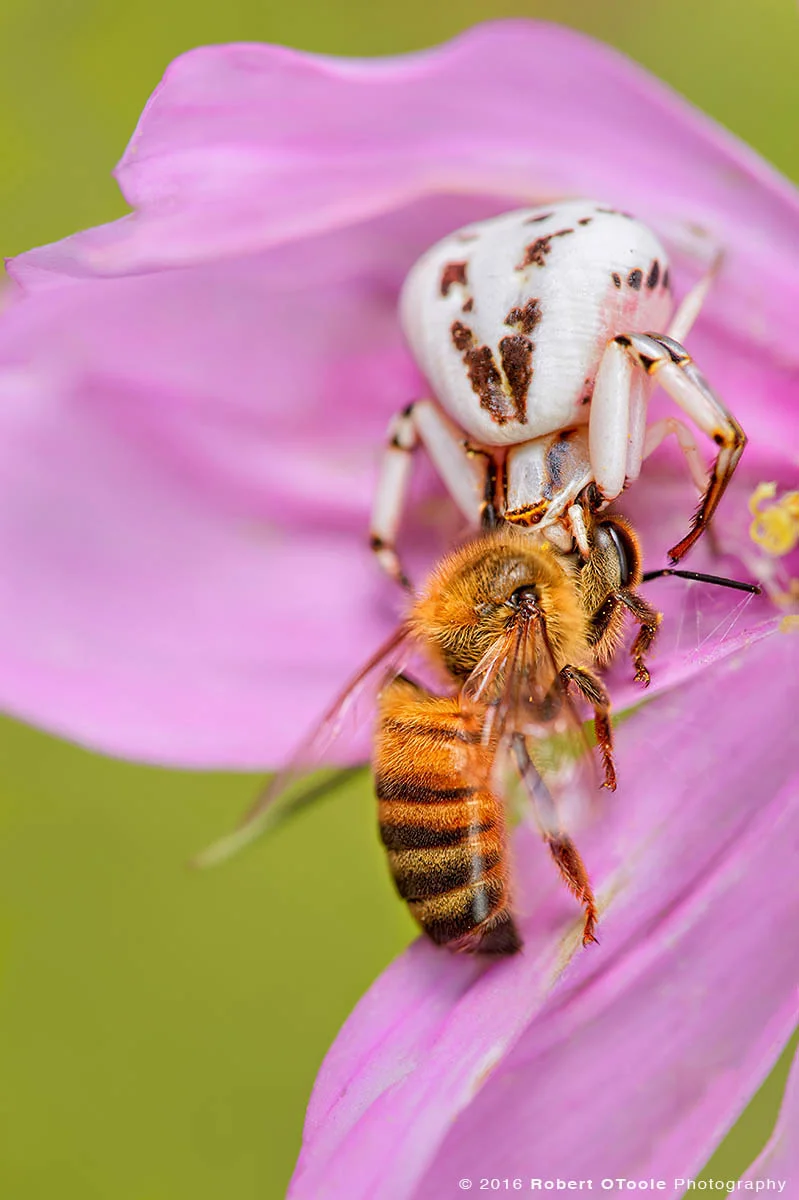 White Crab Spider with Prey