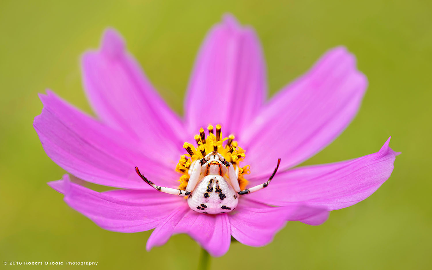 White Spider Crab on Pink Cosmos 