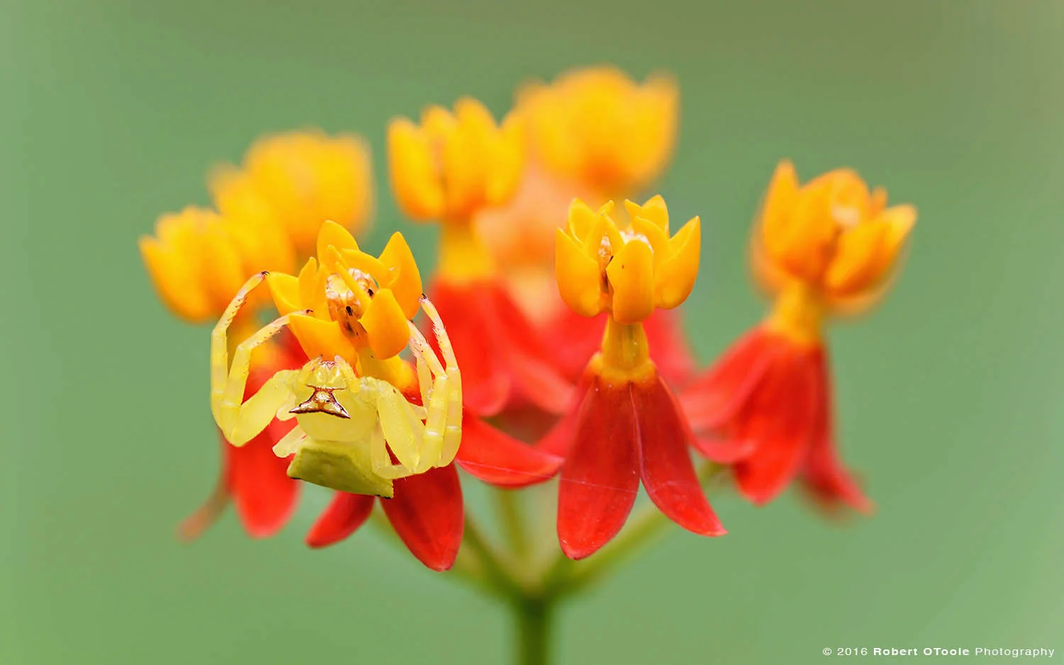 Yellow Crab Spider Lying in Wait for Prey