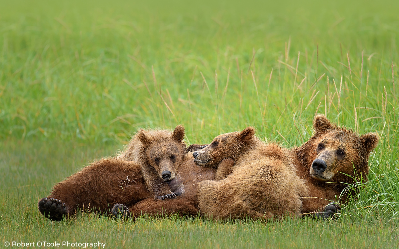 Brown-bears-and-mother-resting--Robert-OToole-Photography