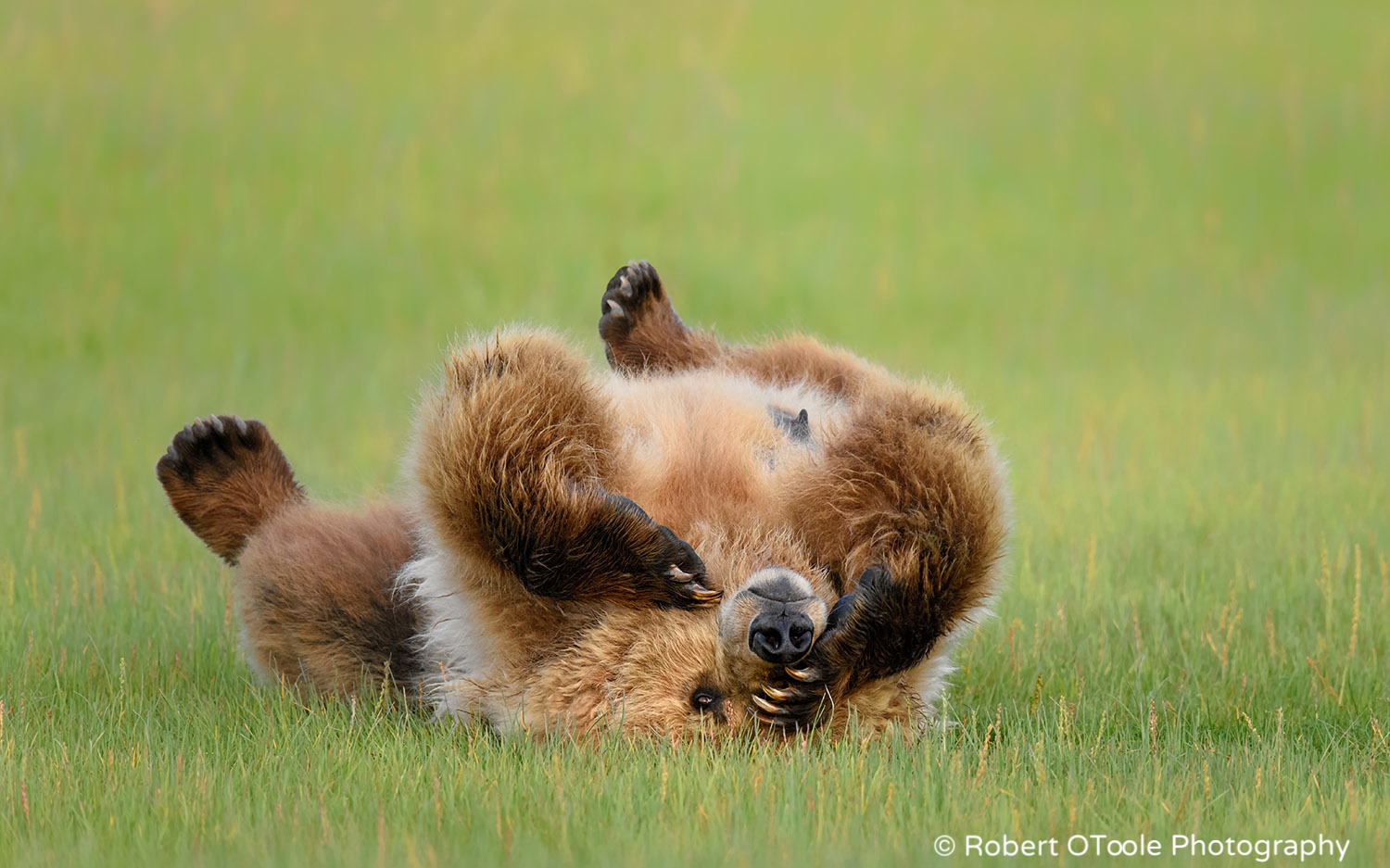 Brown Bear Upside-down with One Eye Open in Alaska