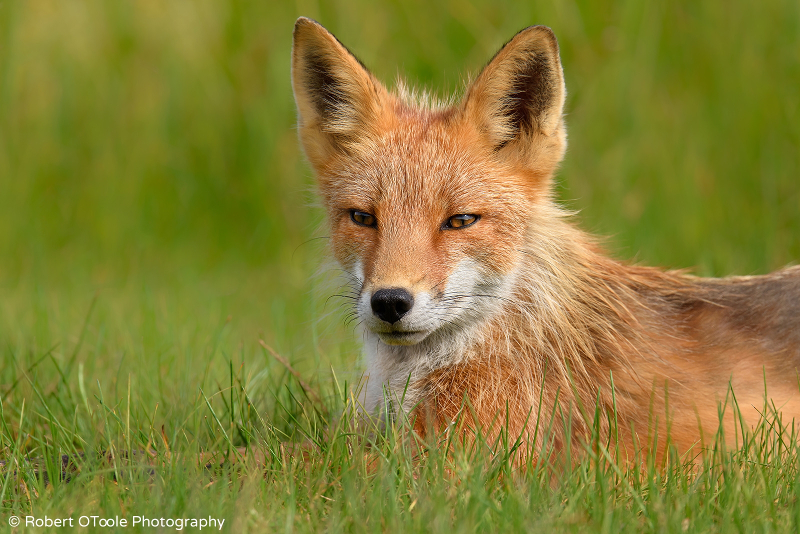 Red-fox-relaxing-in-green-grass-Alaska-Robert-OToole-Photography