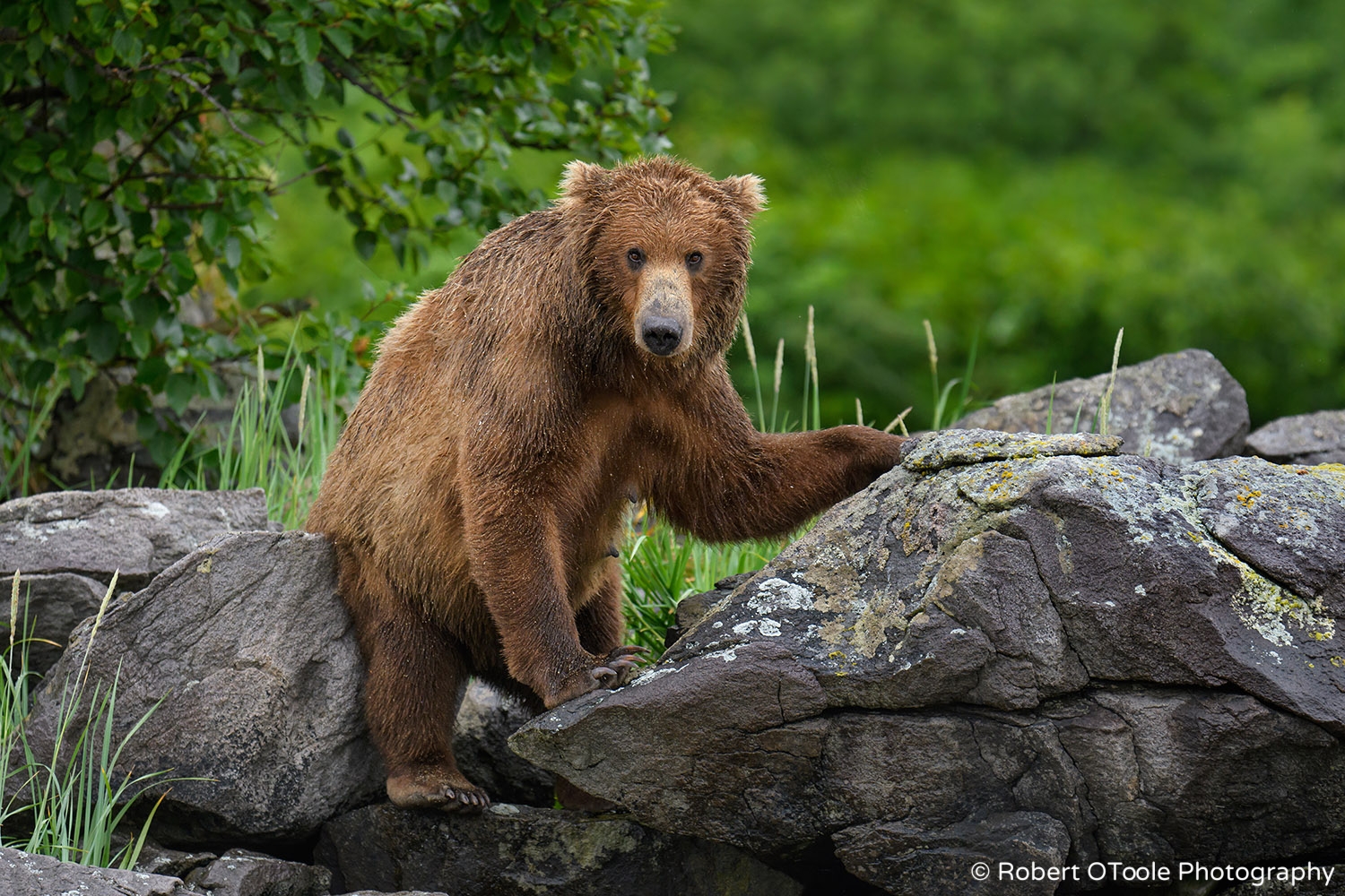Bear Mother Scratching on the Rocks
