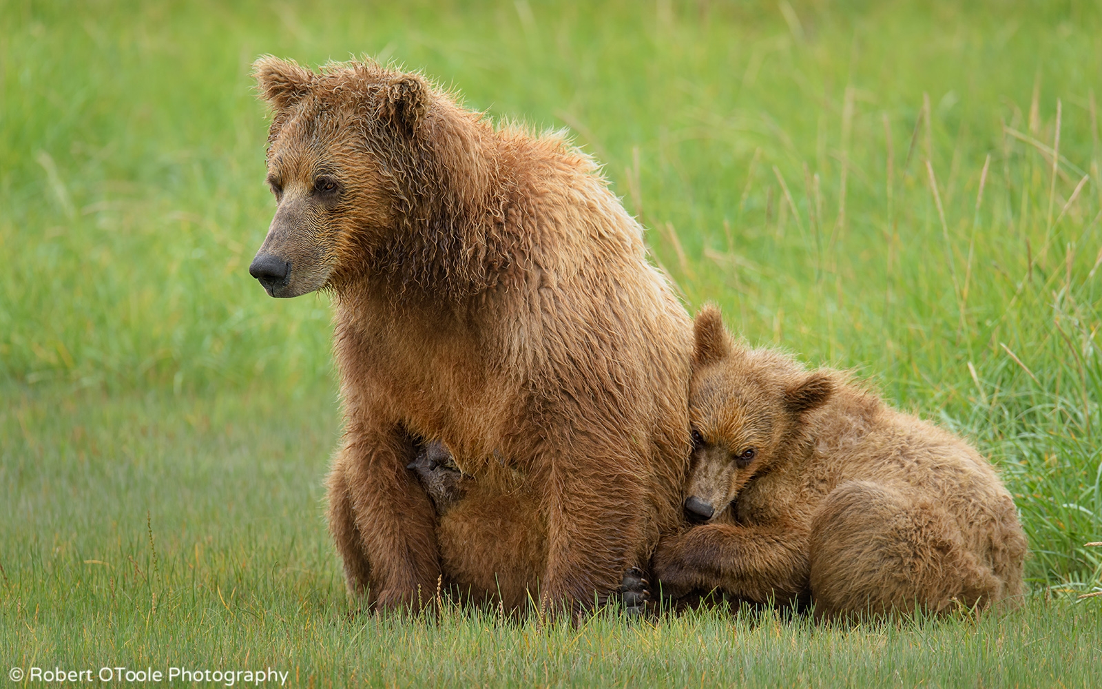 Brown Bear Cub Resting on Mother Bear