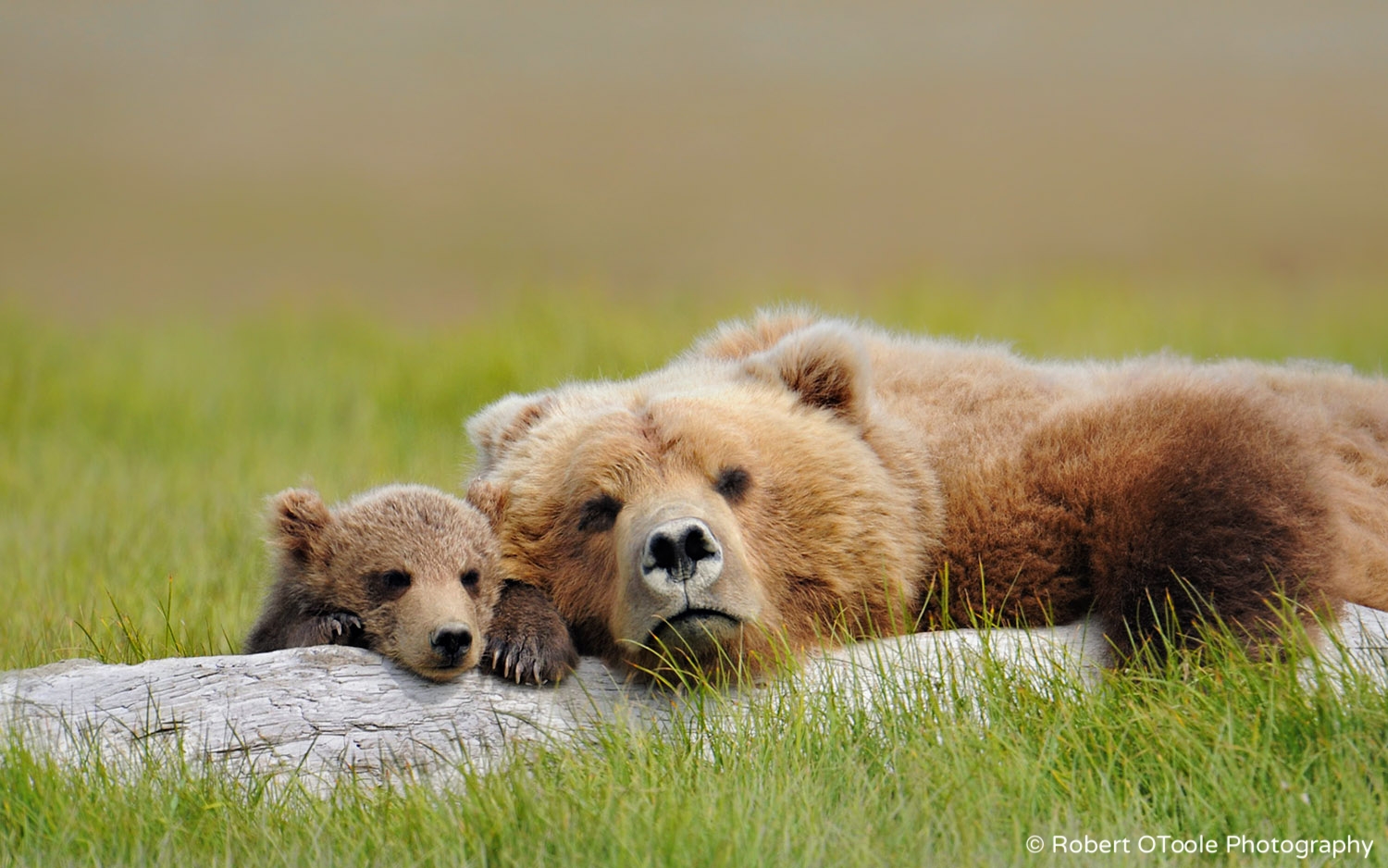Brown Bear Sleeping with Cub