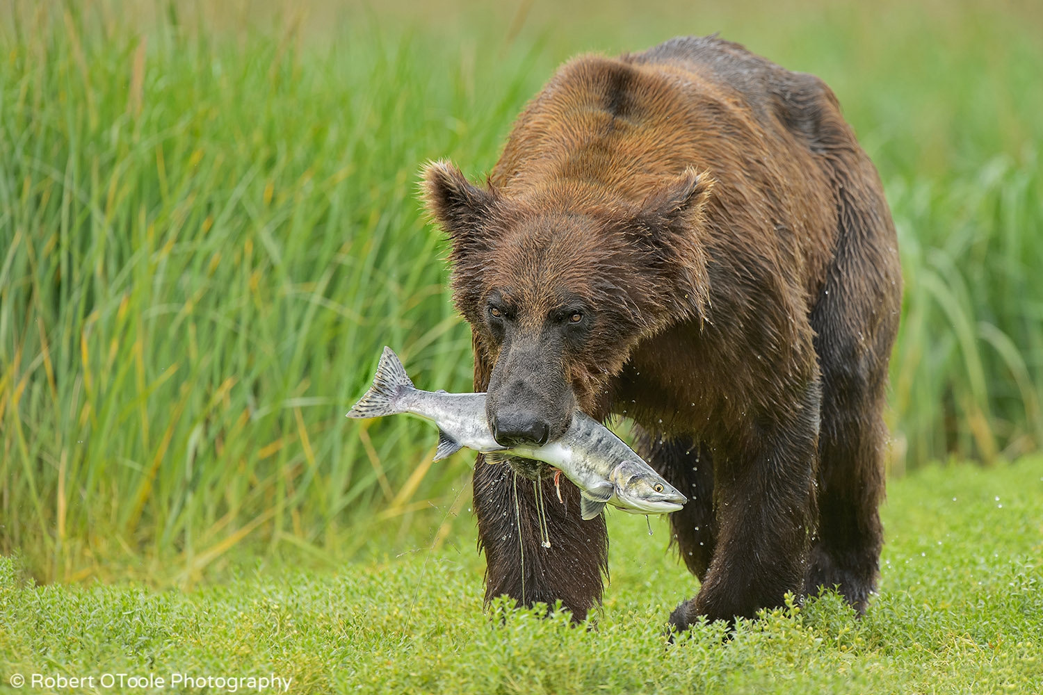 Brown Bear with Pink Salmon 