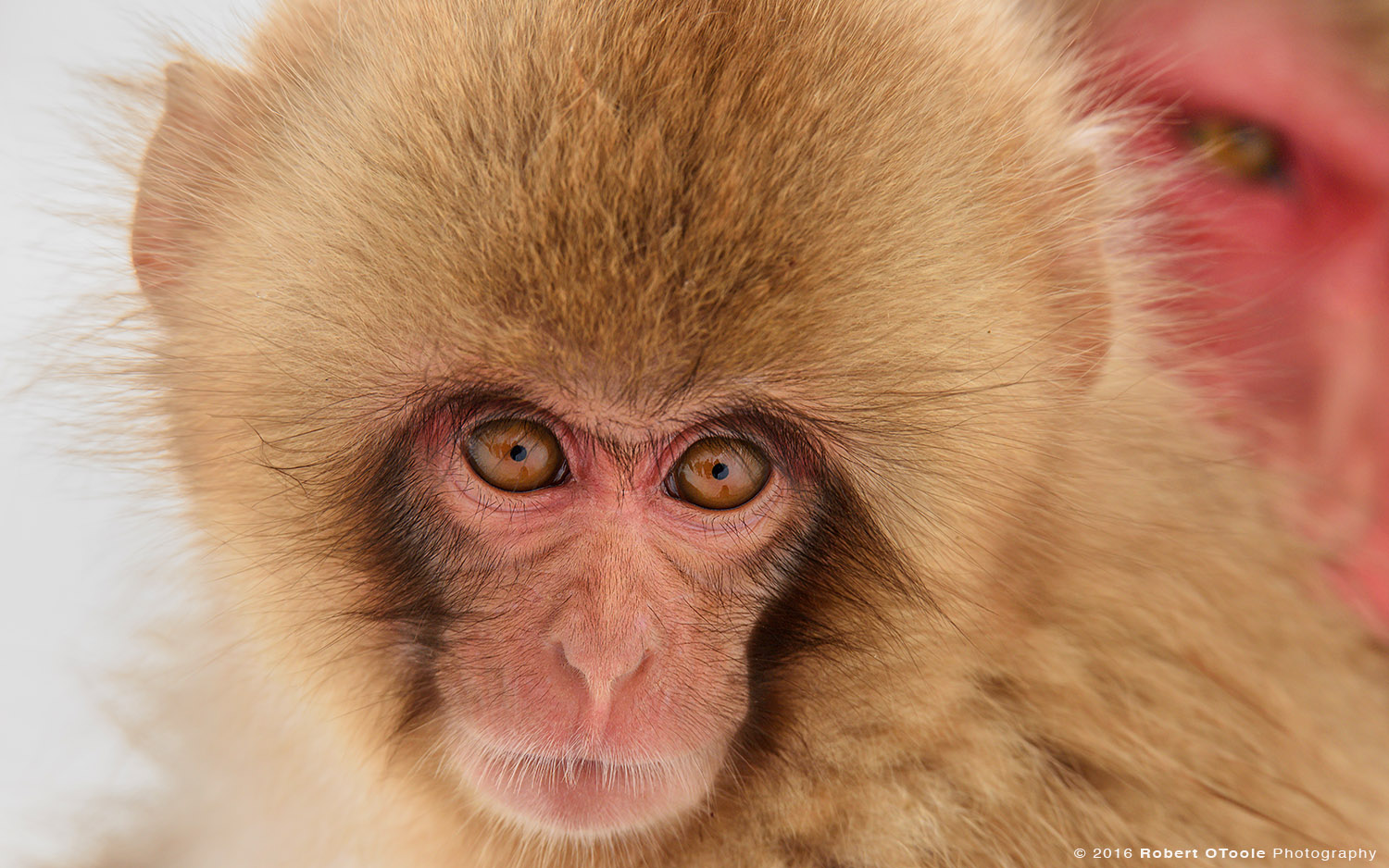 Snow Monkey Baby under Watch of Older Sister 