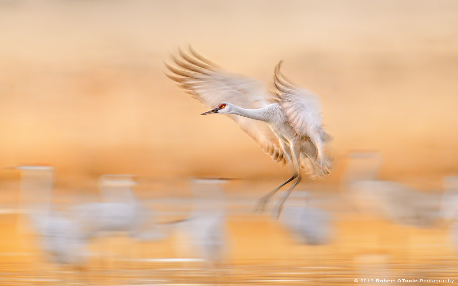 Sandhill Crane Landing at 1/20th s