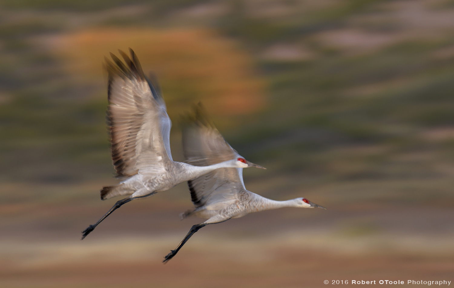 Pair of Sandhill Cranes Flying against Cottonwood at 1/25th s