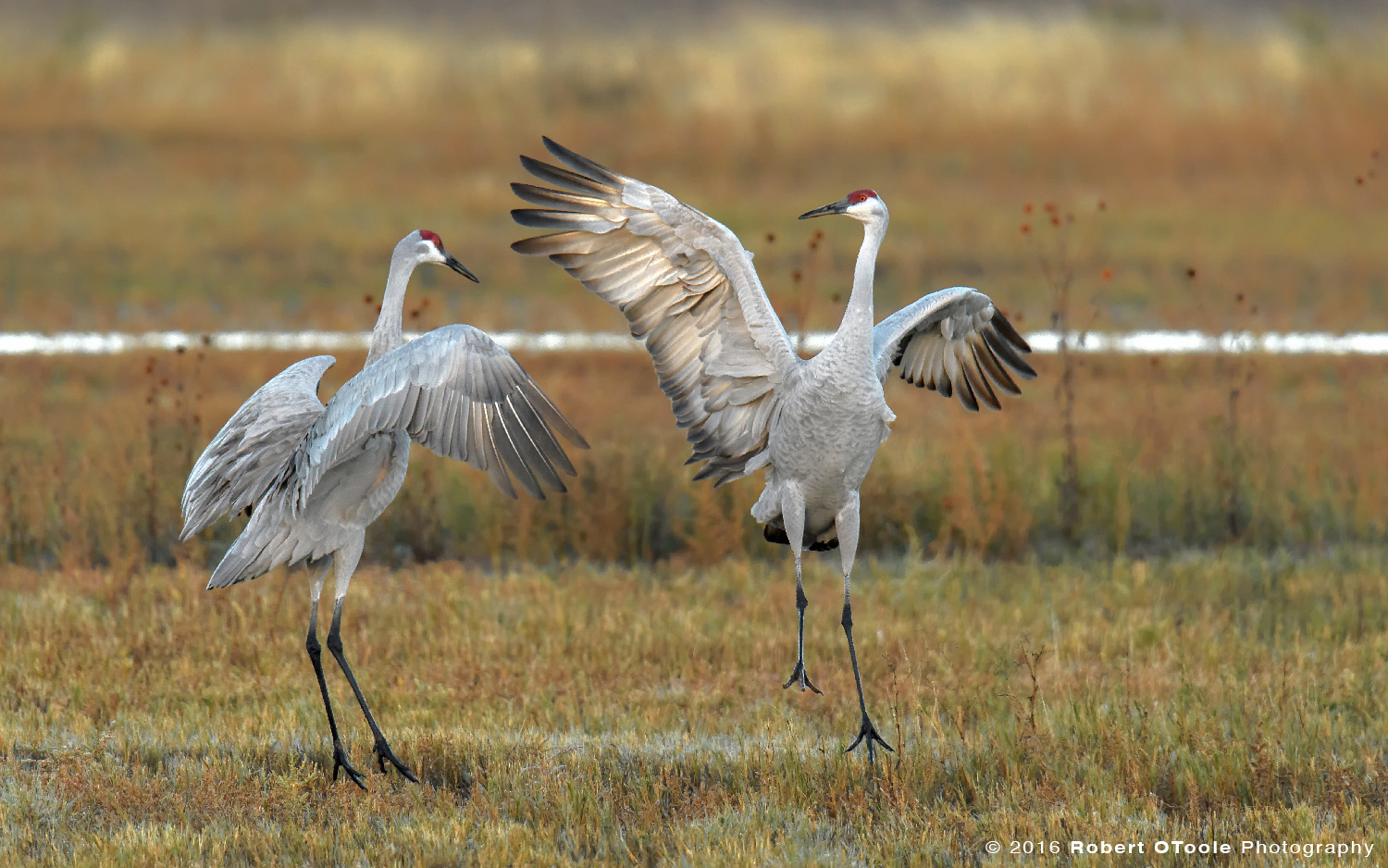Pair of Dancing  Sandhill Cranes  