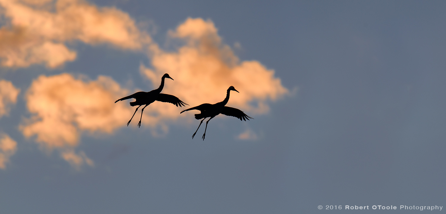 Silhouettes of Sandhill Cranes  in Sunset Color Clouds