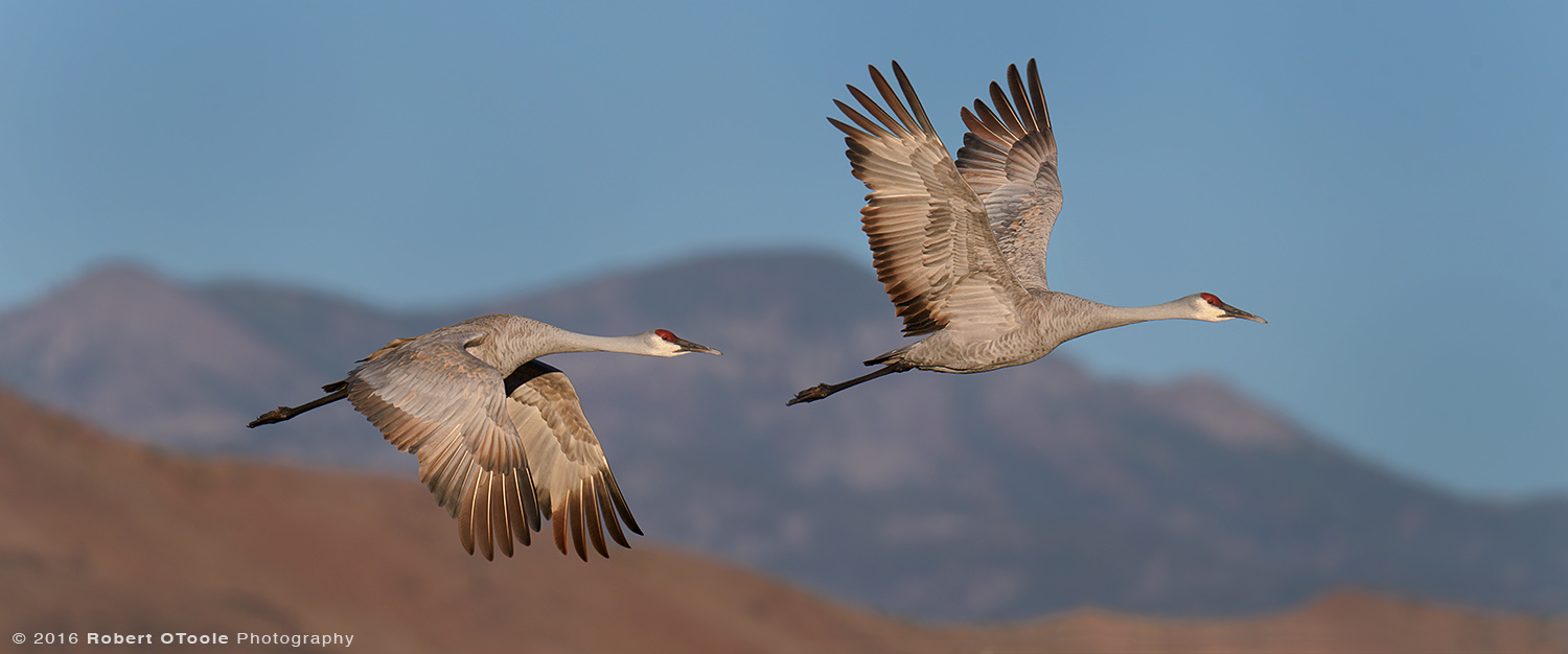 Pair of Sandhill Cranes Flying over Chupadera Mountains