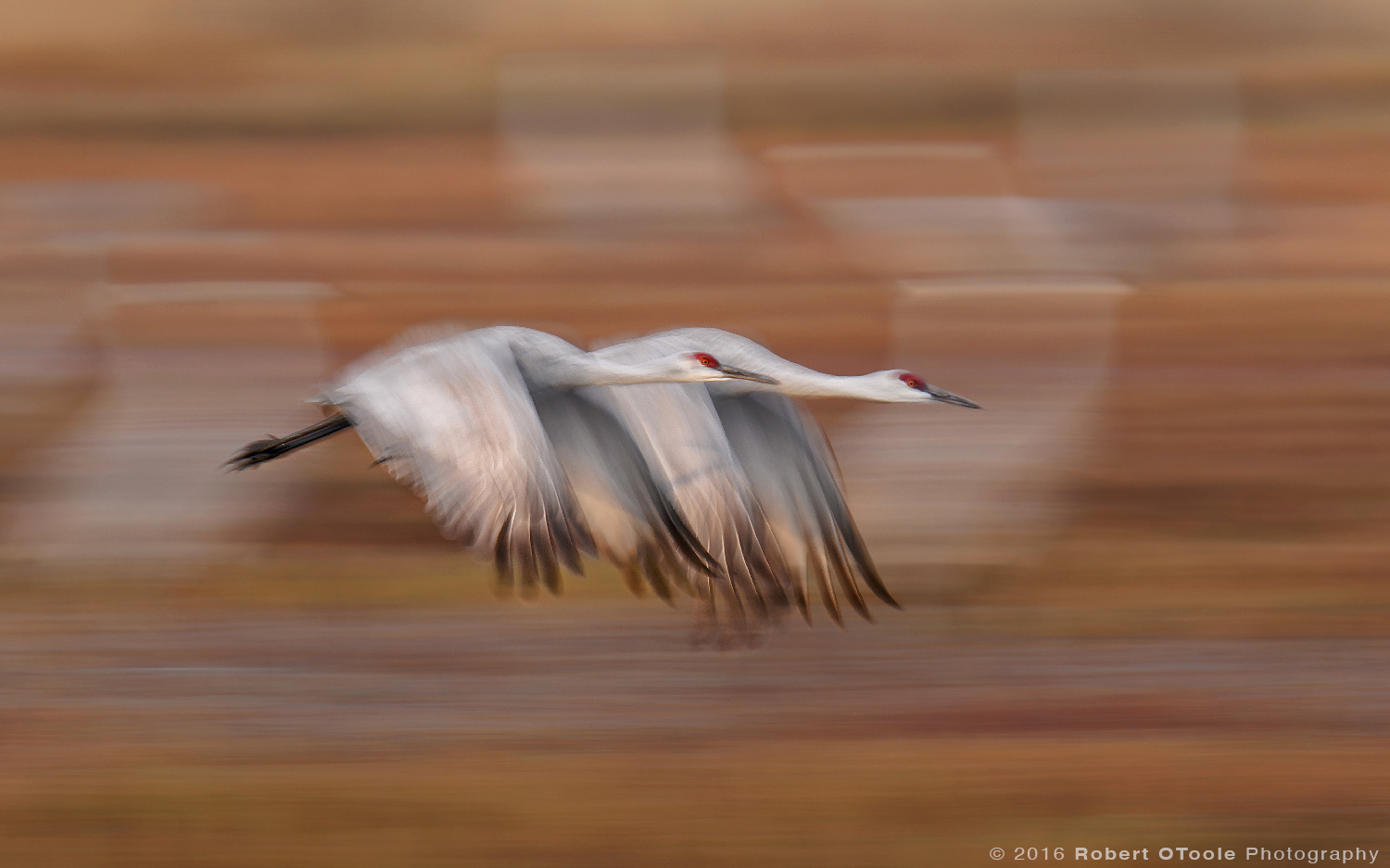 Sandhill Cranes Flying  at 1/25th s